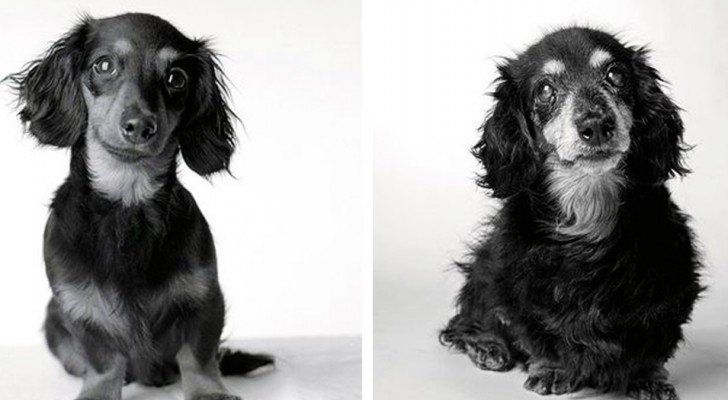 Una ragazza realizza una serie di foto emozionanti per mostrare come invecchiano i nostri amici cani