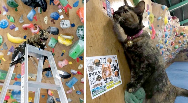 Un gatto è riuscito a scalare la parete di una palestra di arrampicata osservando i movimenti dei clienti