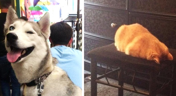 18 photos of cats and dogs who don't even realize how bizarre their behavior is