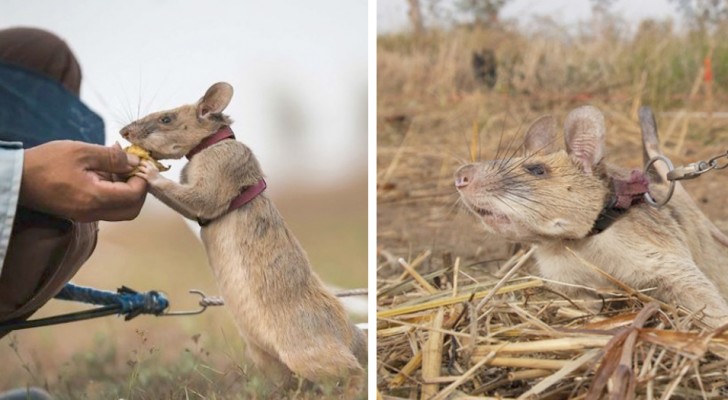Questo topo addestrato riesce a fiutare le mine anti-uomo e a salvare migliaia di vite umane da ferite e mutilazioni