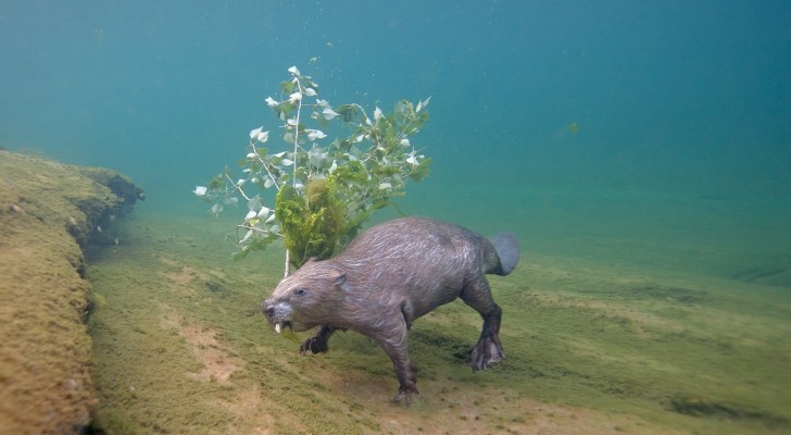 Un photographe a plongé chaque nuit pendant 4 ans pour immortaliser un castor d'Europe sous la surface de l'eau