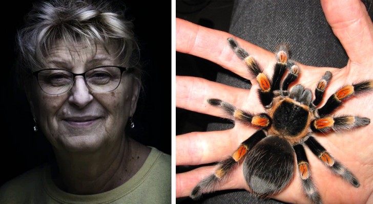 Een wanhopige man koopt een tarantula om te voorkomen dat zijn schoonmoeder elke dag in zijn huis verschijnt
