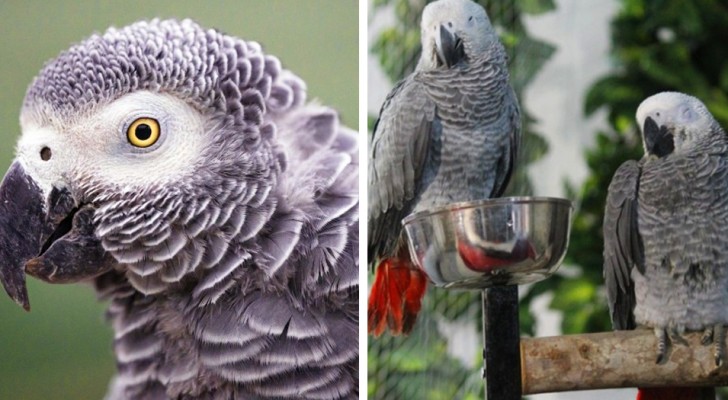 5 pappagalli imparano delle parolacce e insultano i visitatori del parco: la direzione è costretta a isolarli