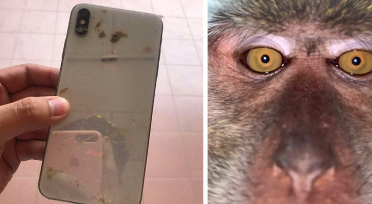 Een jongen verliest zijn telefoon en vindt hem in de jungle bij zijn huis vol met selfies van apen