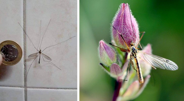 Tipula, het insect dat ten onrechte voor een mug wordt aangezien: alle redenen waarom we het niet zouden moeten doden
