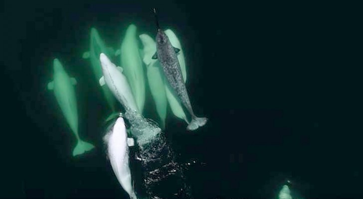 Un branco di beluga bianche "adotta" un narvalo che si era perso nel fiume: il video fa sognare