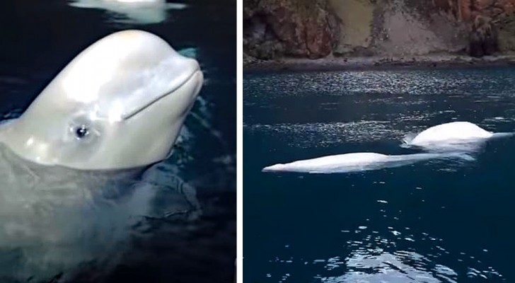 Questi 2 beluga liberati dopo anni di prigionia nuotano in mare per la prima volta: le immagini sono commoventi