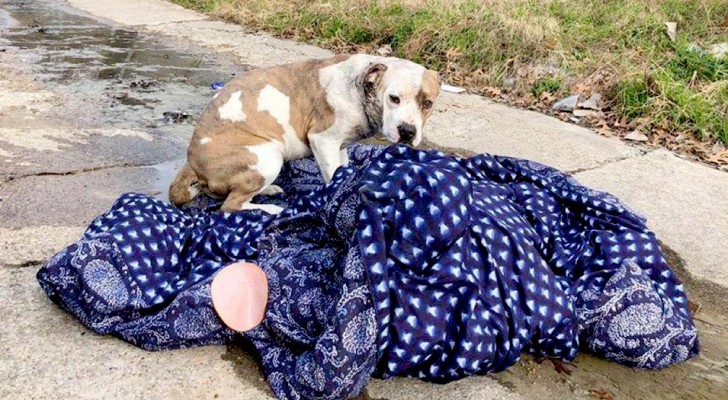 A dog abandoned in the street can't leave his favorite blanket