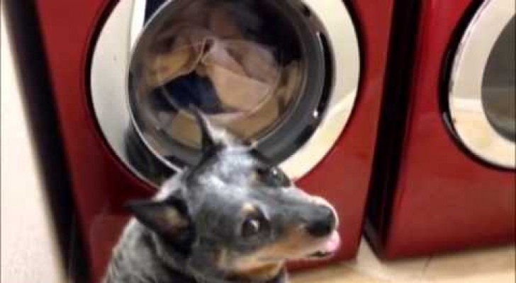 Un perro espera 45 minutos de frente a la lavadora. Imaginaste el motivo?