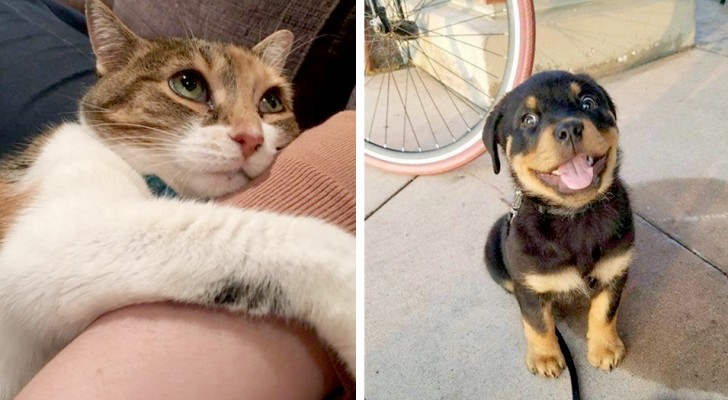 15 four-legged friends who have conquered their owners with a single glance