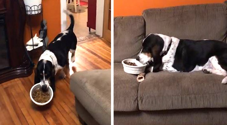 Questo cagnolone prende la ciotola e si accomoda sul divano per mangiare: fa venir voglia di rilassarsi