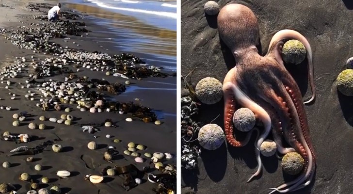 Wateren van de Stille Oceaan vergiftigd: honderden zeedieren werden dood aangetroffen op het strand