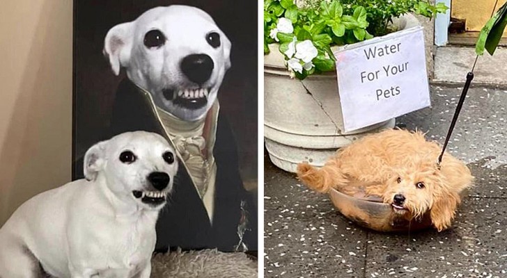 16 perros simpatiquísimos frente a los cuales es imposible contener una sonrisa