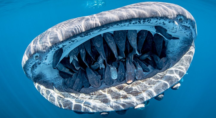 Ein Walhai trägt mehr als 50 Fische in seinem Maul: ein einzigartiger und seltener Schnappschuss 