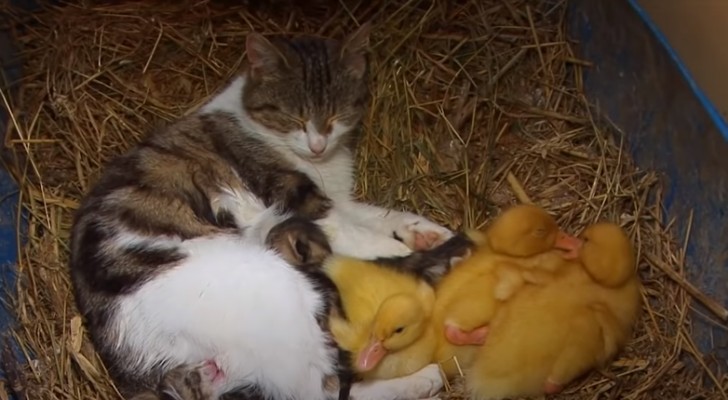 Een kat verwelkomt in haar nest ook 3 eendjes die geen moeder meer hebben
