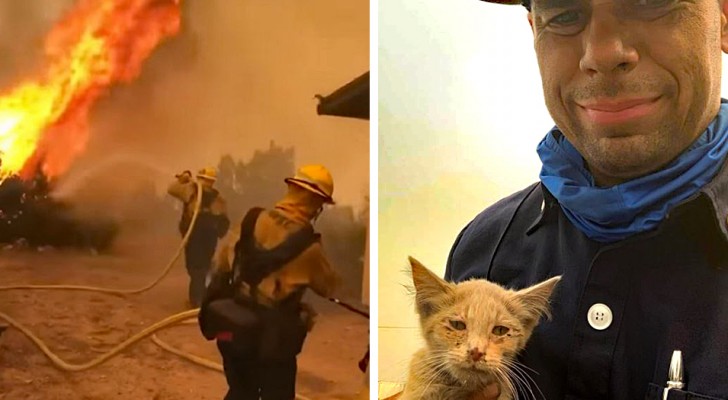 Un pompiere salva un micio da un terribile incendio: ora è il suo fidato "gatto del fuoco"