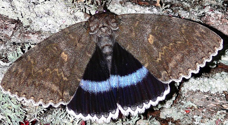 Un papillon de nuit géant a été découvert dans les environs de Tchernobyl : dans le ciel il ressemble à un oiseau