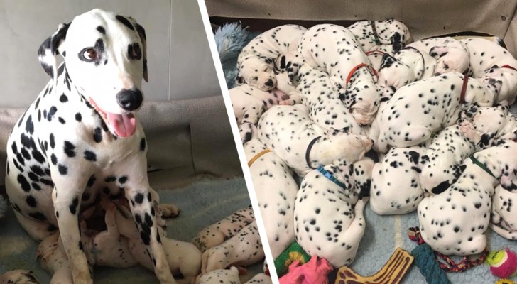 This dalmatian gave birth to 18 puppies: the pictures remind us of "101 dalmations"