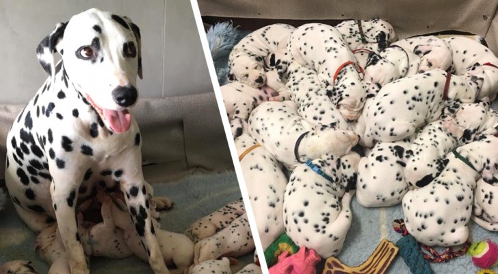 Cette dalmatienne a donné naissance à 18 chiots : les photos rappellent "Les 101 Dalmatiens"