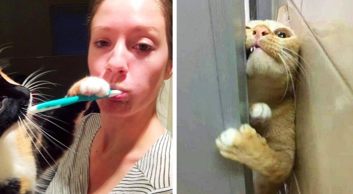 15 divertenti foto di gatti che si rifiutano di lasciare un po' di privacy ai loro padroni