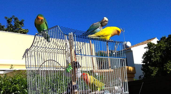 Diese Papageien streifen durch die Stadt und befreien ihre Artgenossen aus ihren Käfigen: drei clevere und farbenfrohe Vögel