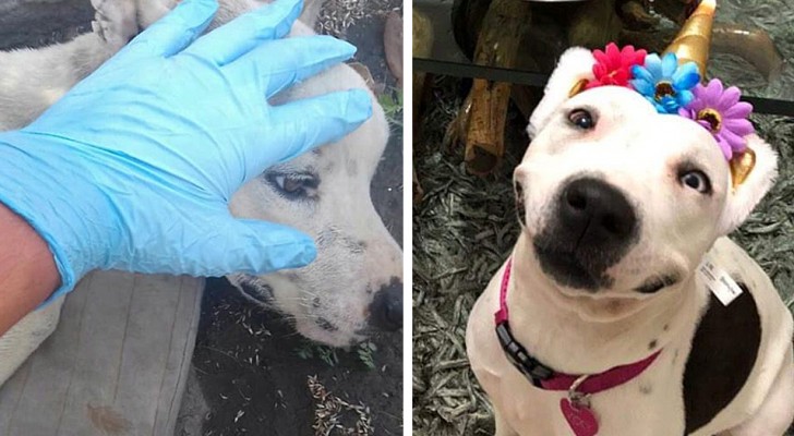 This abandoned dog was condemned to certain death, but this boy has given her a new life