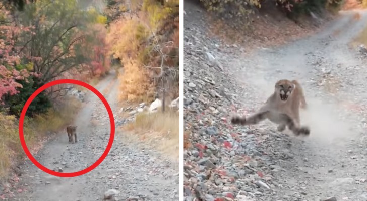 A guy sees a puma behind him during a mountain run: he is chased by it for 6 thrilling minutes