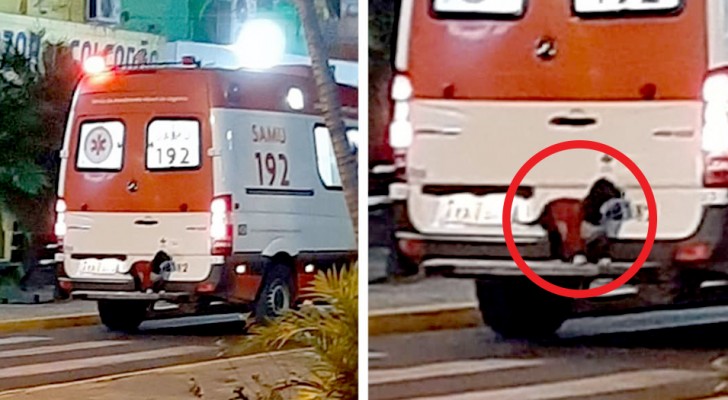 A dog jumps onto the bumper of the ambulance carrying his owner: he didn't want to leave him even for a minute