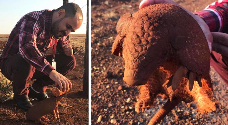 Un armadillo sembra fermare le auto per chiedere aiuto: un uomo lo vede e gli offre dell'acqua fresca