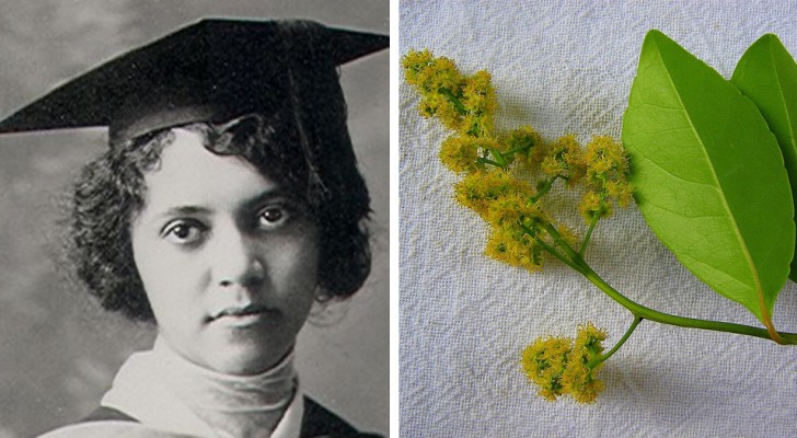 La storia di Alice Ball, la ricercatrice afroamericana che trovò una cura per la lebbra senza ricevere alcun merito