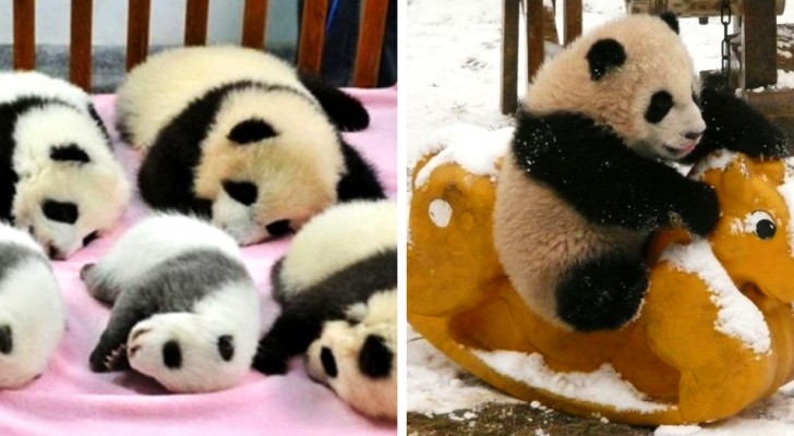In Cina esiste un asilo nido per panda in cui i cuccioli possono giocare e dormire tranquilli: le foto sono dolcissime