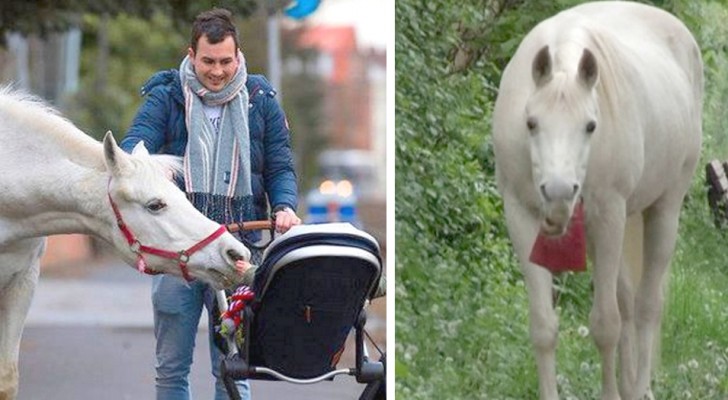 A white horse walks alone through the streets of his neighborhood every day: she is now a local celebrity