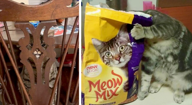 15 people who caught their cats in the strangest places and positions