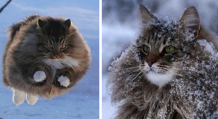 Estos gatos grandes de pelaje tan grueso y suave no tienen ningún problema en sobrevivir durante el invierno