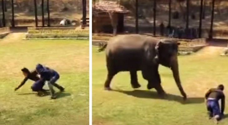 An elephant runs to help the keeper who takes care of her every day when she sees him in trouble