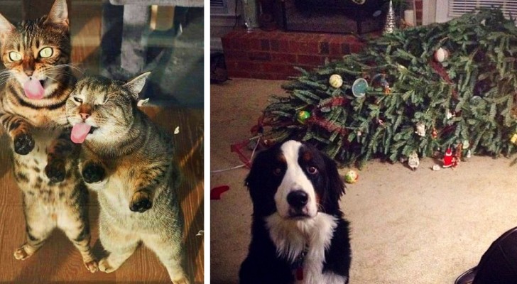17 photos de chiens et de chats qui ne respectent pas du tout les règles de la maison