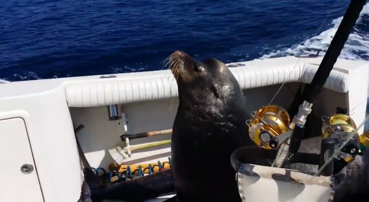 This sea lion has found the best way to get some fish today !!