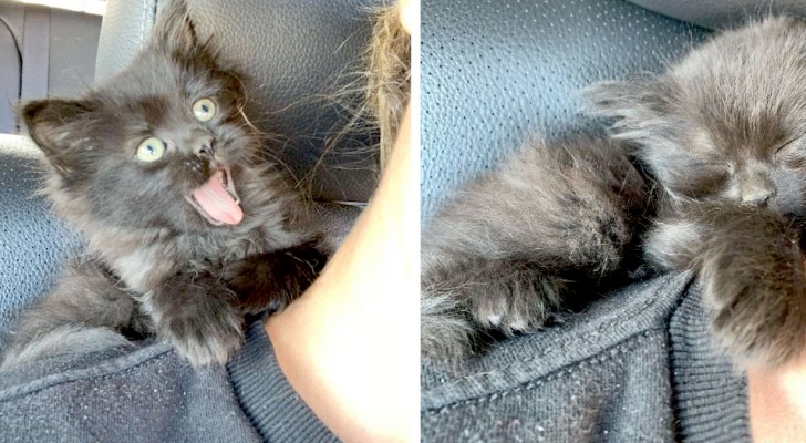 A stray kitten is rescued by a kind woman and immediately falls asleep on her shoulder