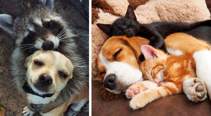 15 foto tenerissime mostrano le improbabili amicizie che possono nascere nel mondo animale