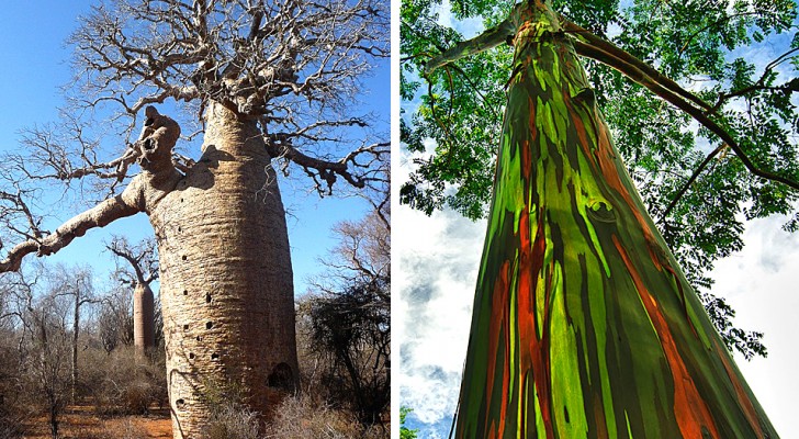 17 tra gli alberi più curiosi e spettacolari presenti sulla Terra: vere e proprie meraviglie della natura
