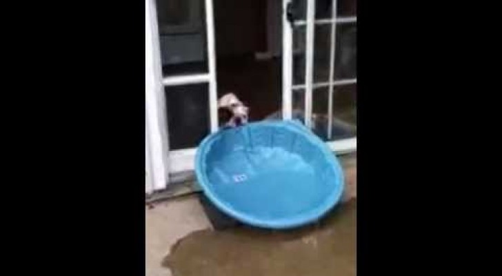Cane tenta di trascinare una piscina dentro casa