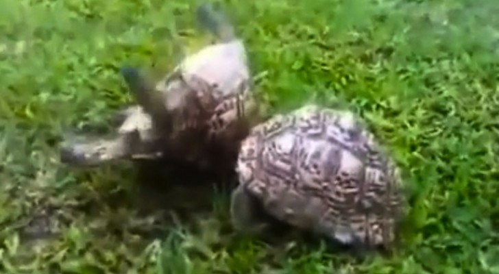 2 tartarughe vi mostrano il significato dell'amicizia in maniera semplice ed efficace