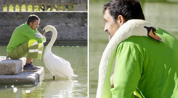Um jardineiro se torna o melhor amigo de um cisne solitário: ele o alimenta e cuida dele todos os dias