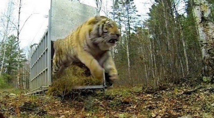 Disfruten el momento emocionante en donde una tigre huerfana es puesta en libertad
