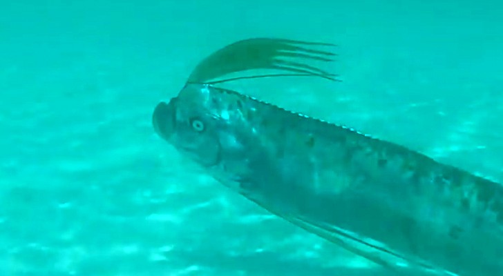Aqui uno de los raros avistamientos de este enorme pez oceanico de aspecto curioso