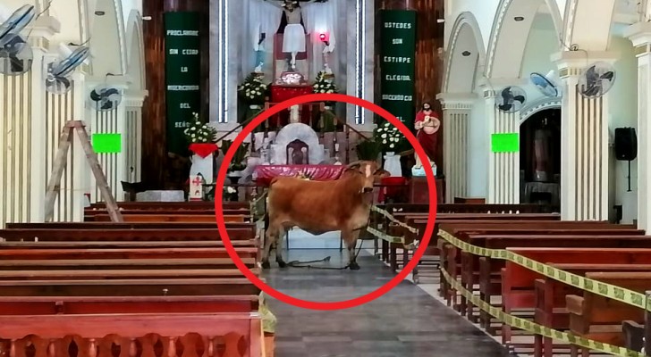 A cow destined for slaughter escapes from the slaughterhouse and hides in a church: it seems to "praying for its life"