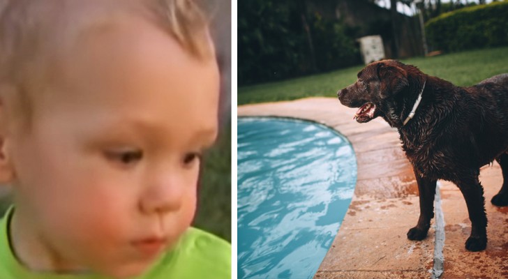 Ein 1-Jähriger läuft Gefahr, im Schwimmbad zu ertrinken, aber sein Hund wirft sich ins Wasser, um das Schlimmste zu verhindern