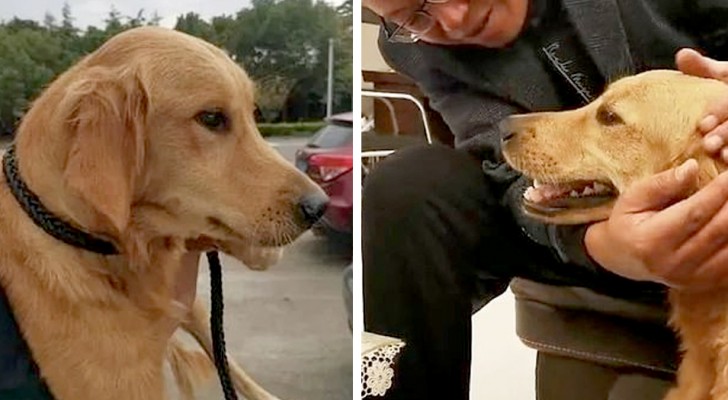 Un chien parcourt 100 km pour retourner auprès de ses humains qui l'avaient temporairement confié à un ami