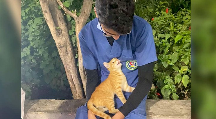 A stray kitten climbs onto the lap of a nurse while he is on a break and "comforts" him with lots of purring and cuddles