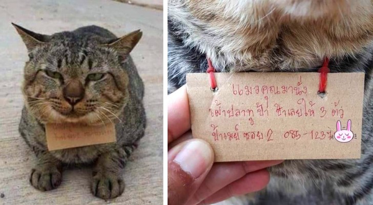 A cat comes home after 3 days with a message around his neck: "he ate 3 fish without paying"